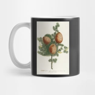 Cedar cones - Cedrus - botanical illustration Mug